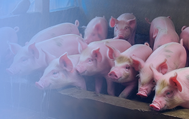  瑞达状（猪。